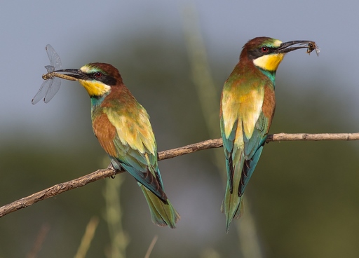 Merops apiaster – European Bee-eater